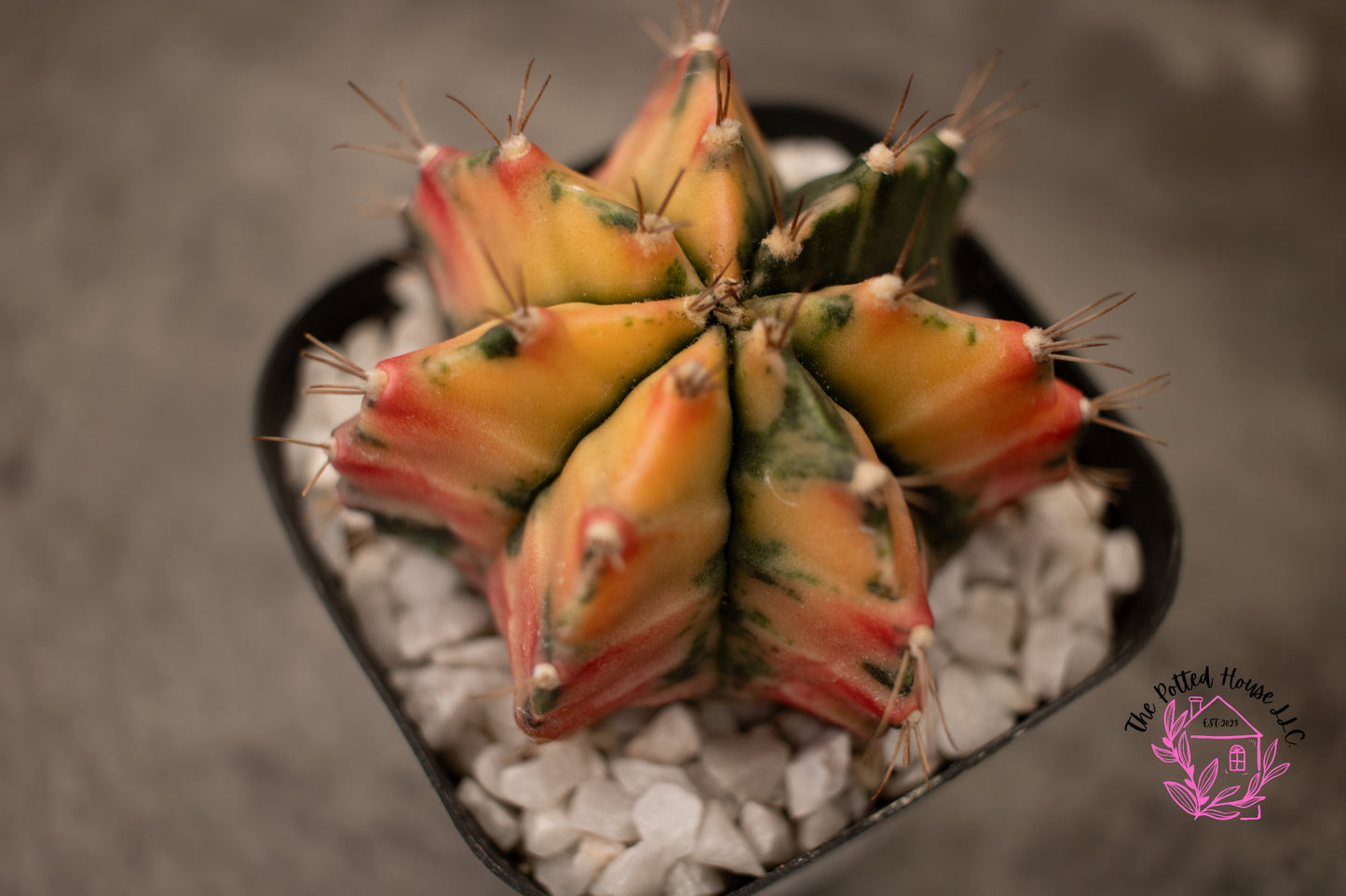 Variegated Gymnocalycium Mihanovichii