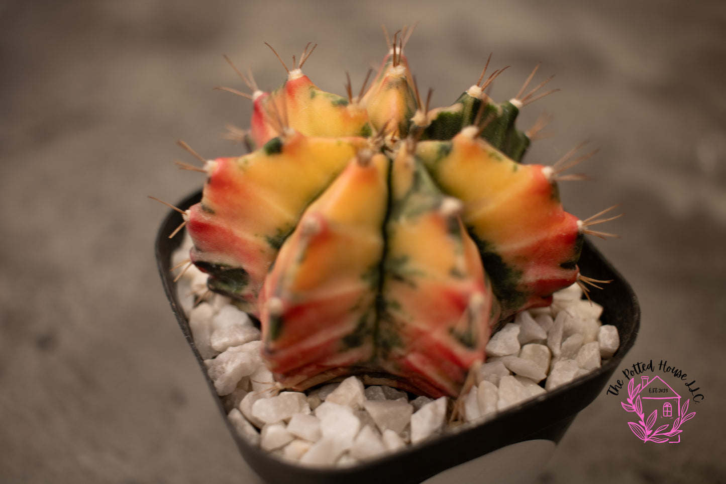 Variegated Gymnocalycium Mihanovichii