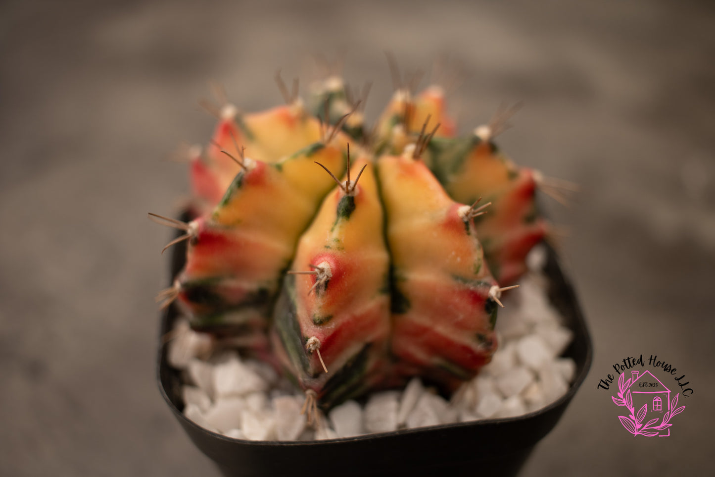 Variegated Gymnocalycium Mihanovichii