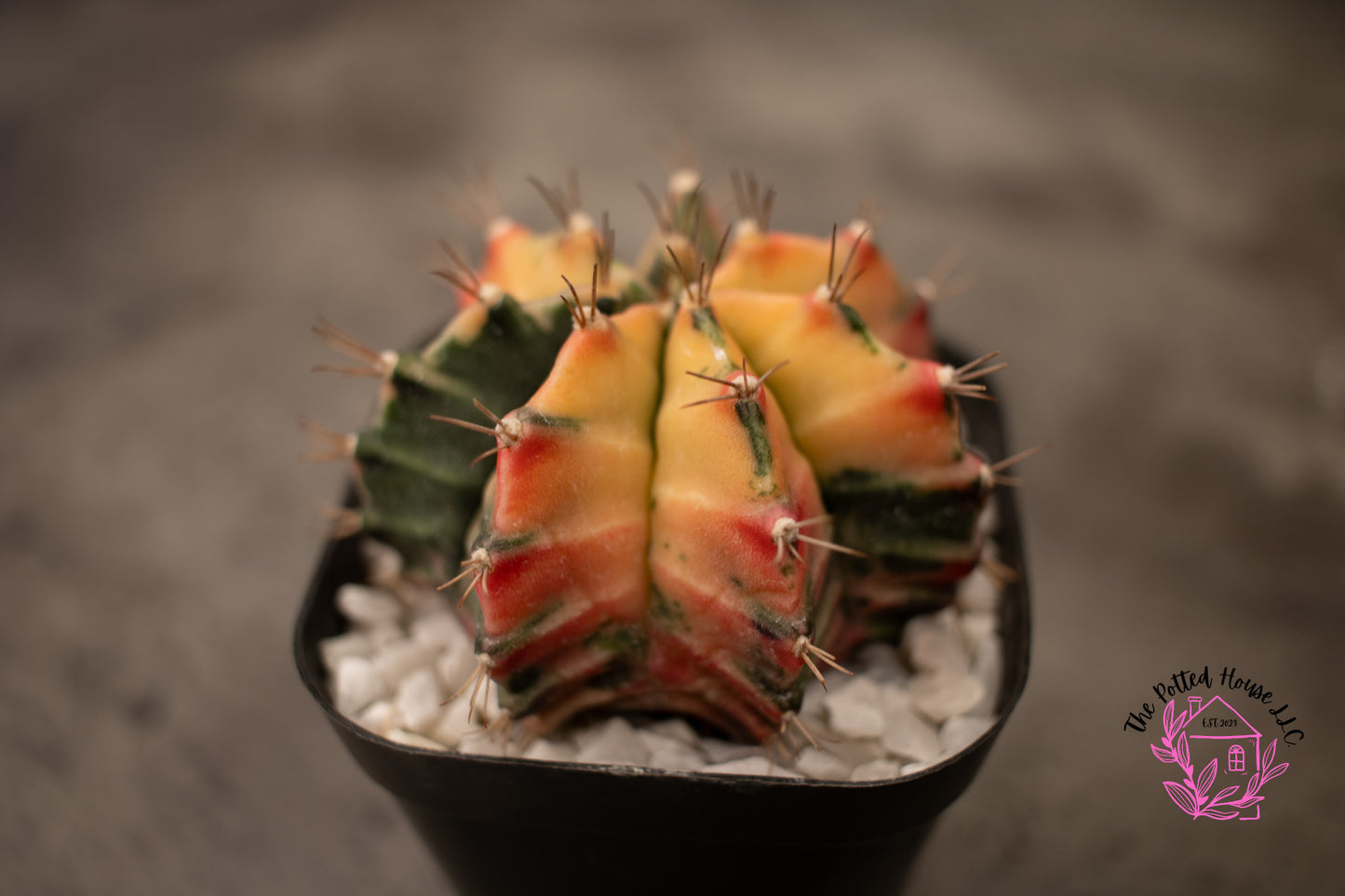 Variegated Gymnocalycium Mihanovichii