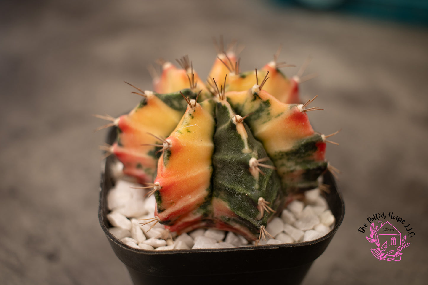 Variegated Gymnocalycium Mihanovichii