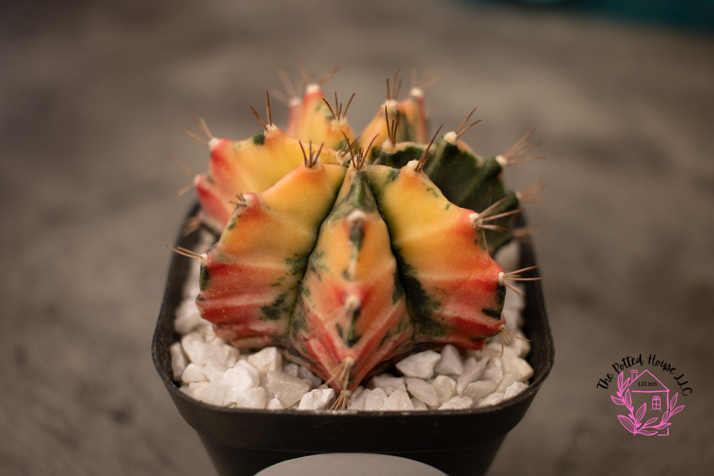 Variegated Gymnocalycium Mihanovichii