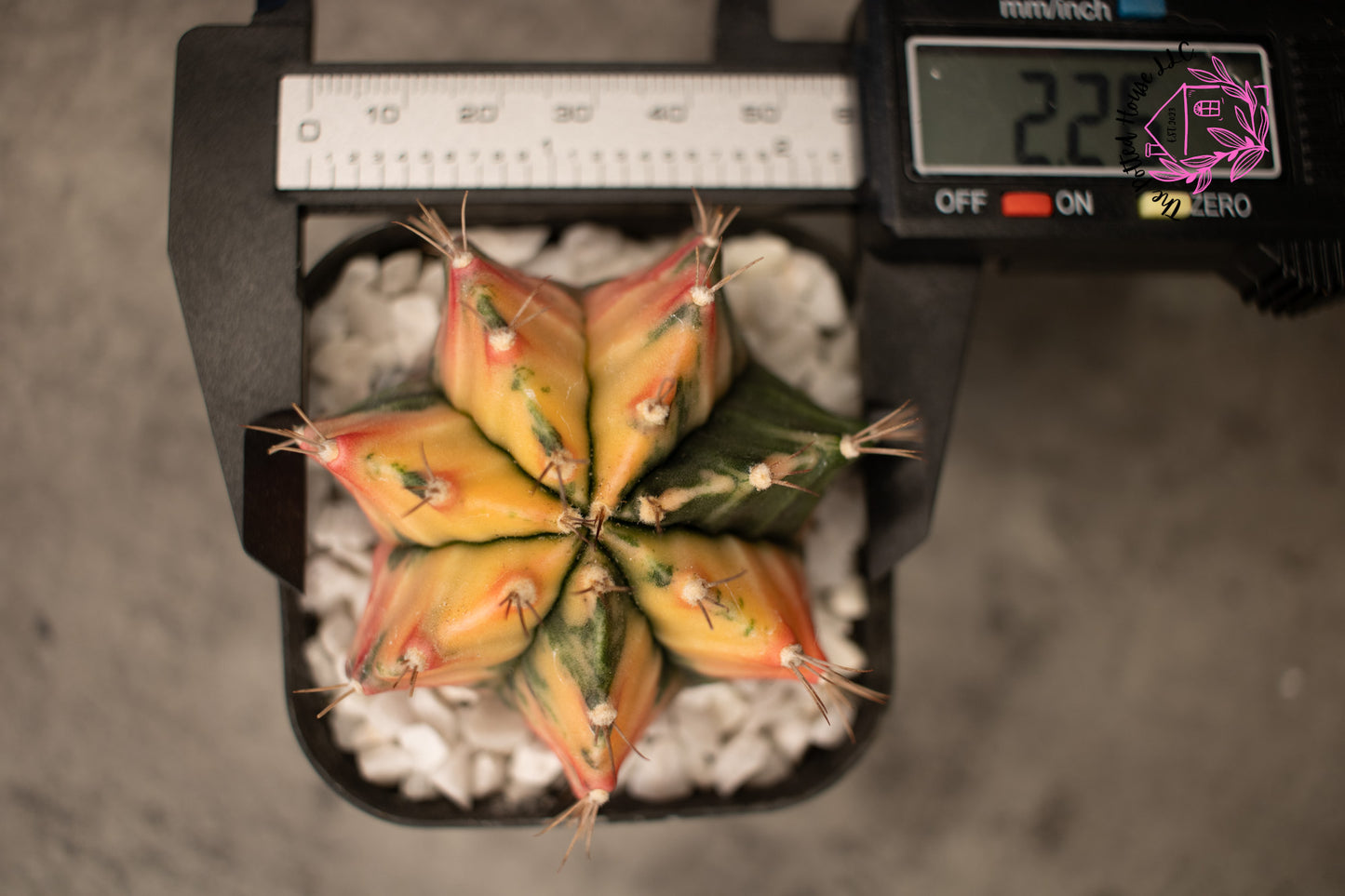 Variegated Gymnocalycium Mihanovichii