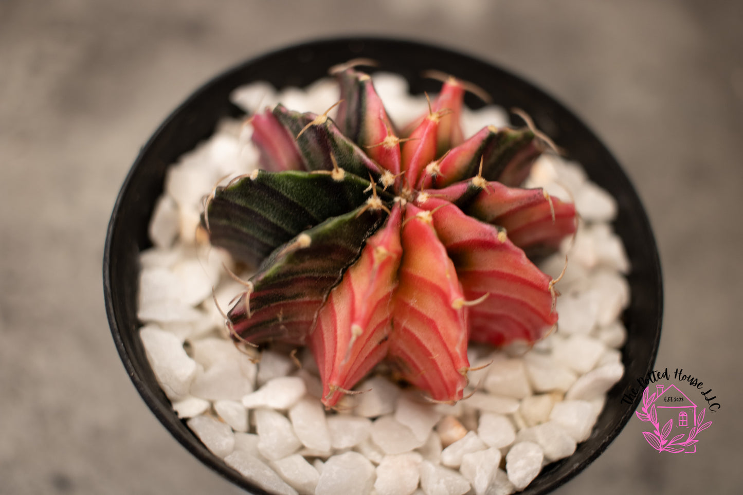 Variegated Gymnocalycium Mihanovichii