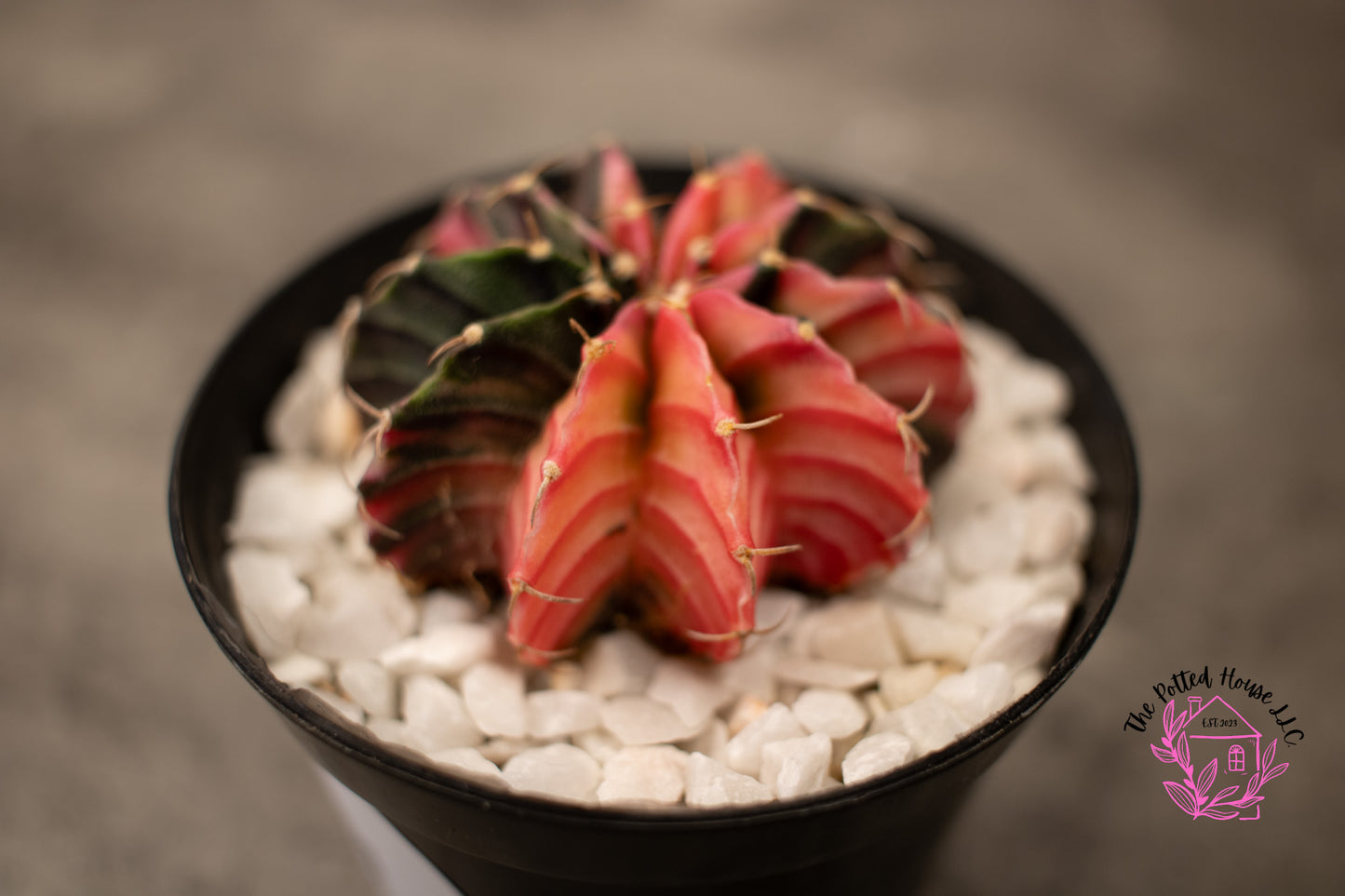 Variegated Gymnocalycium Mihanovichii