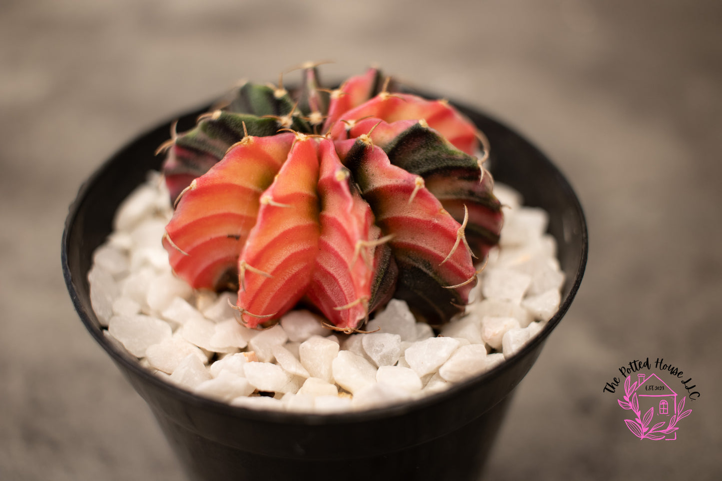 Variegated Gymnocalycium Mihanovichii