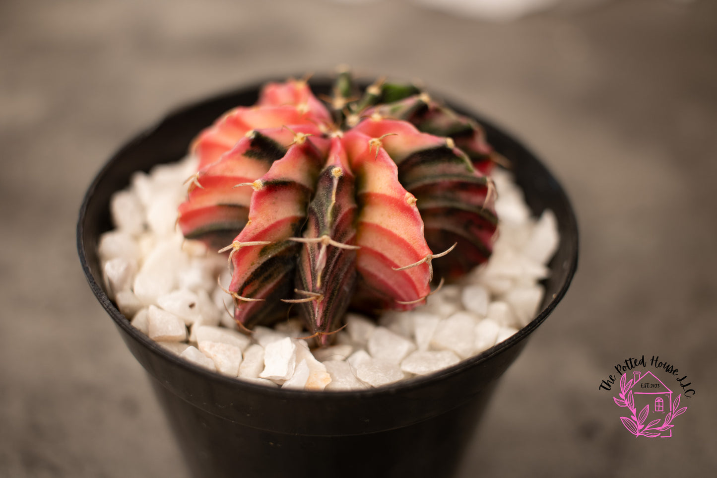 Variegated Gymnocalycium Mihanovichii