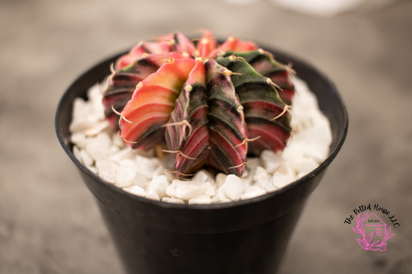 Variegated Gymnocalycium Mihanovichii