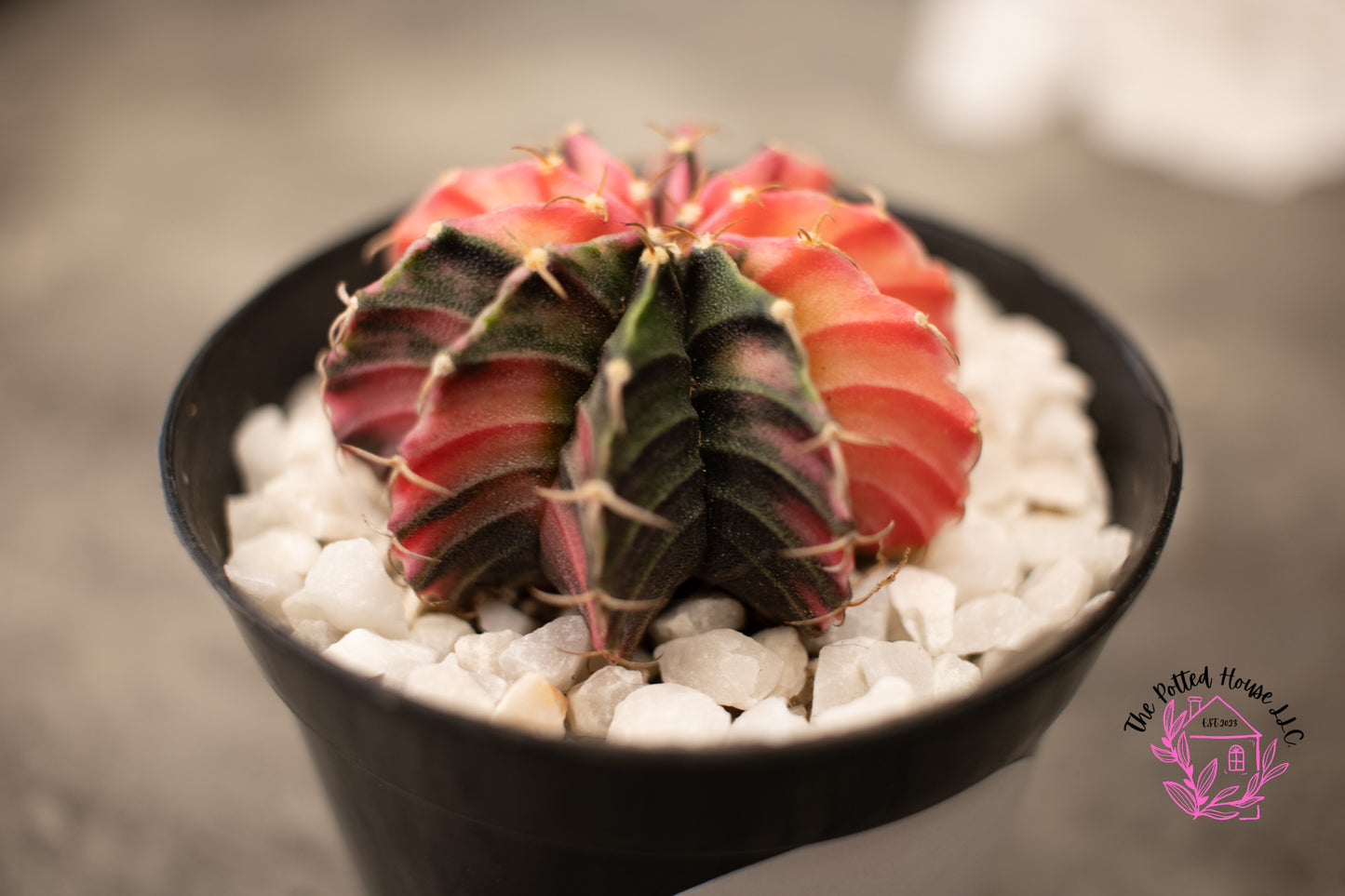 Variegated Gymnocalycium Mihanovichii