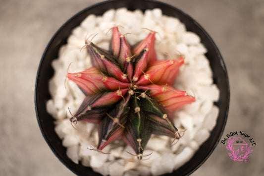 Variegated Gymnocalycium Mihanovichii