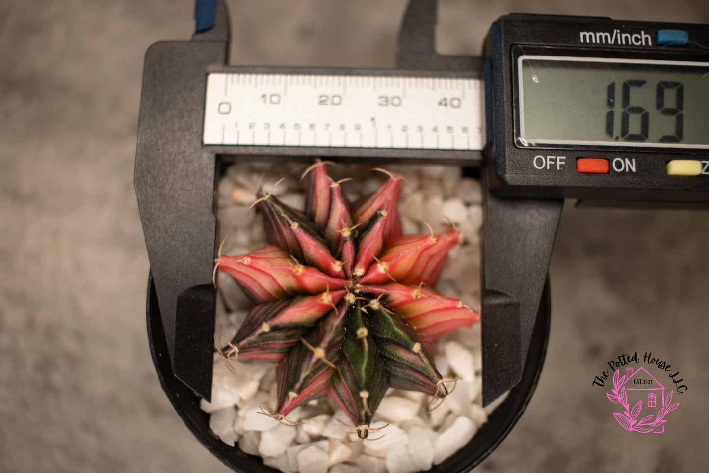 Variegated Gymnocalycium Mihanovichii