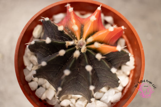 Variegated Gymnocalycium Mihanovichii