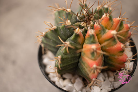 Variegated Gymnocalycium Mihanovichii