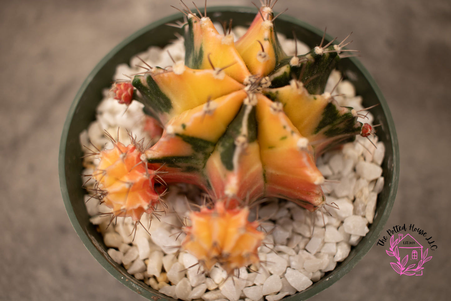 Variegated Gymnocalycium Mihanovichii