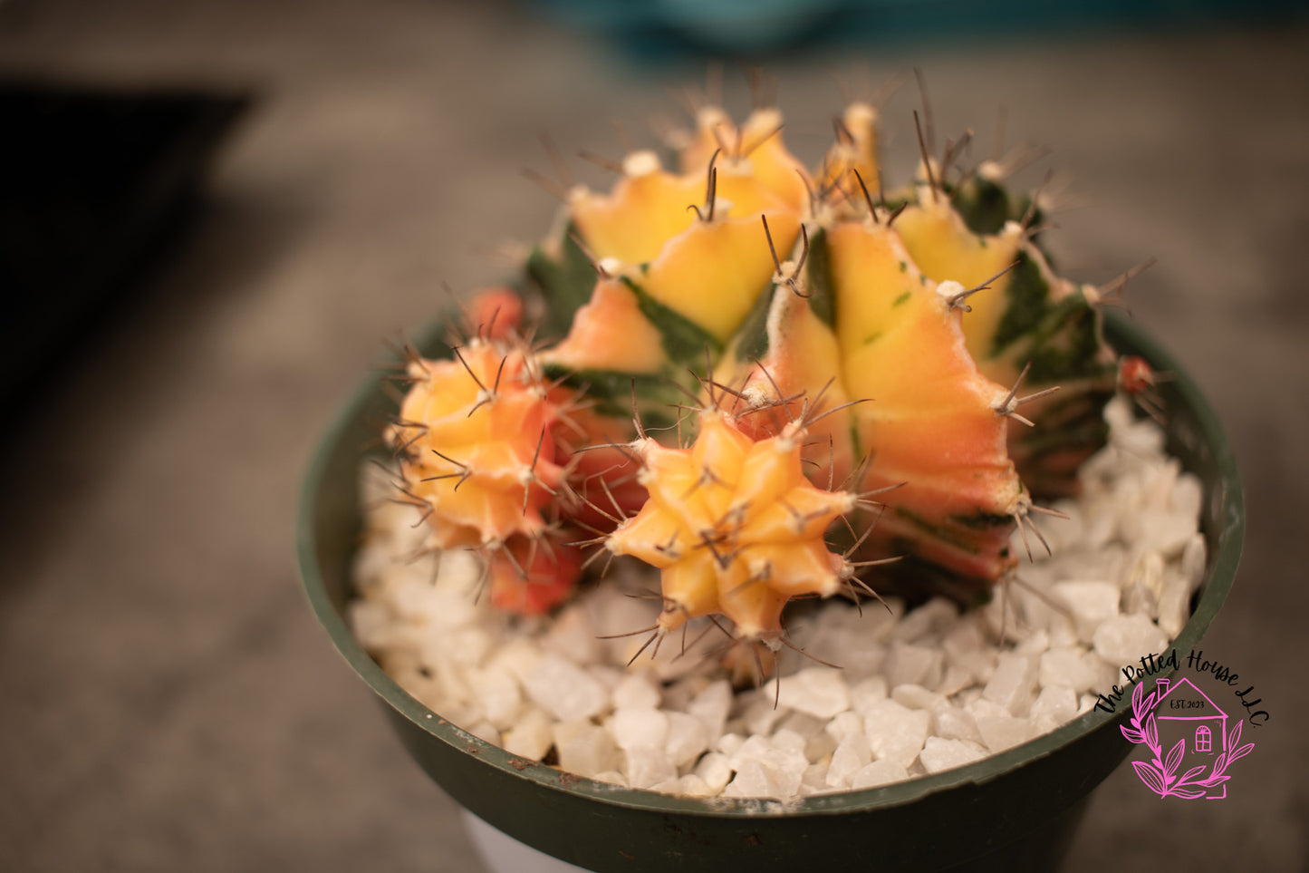 Variegated Gymnocalycium Mihanovichii