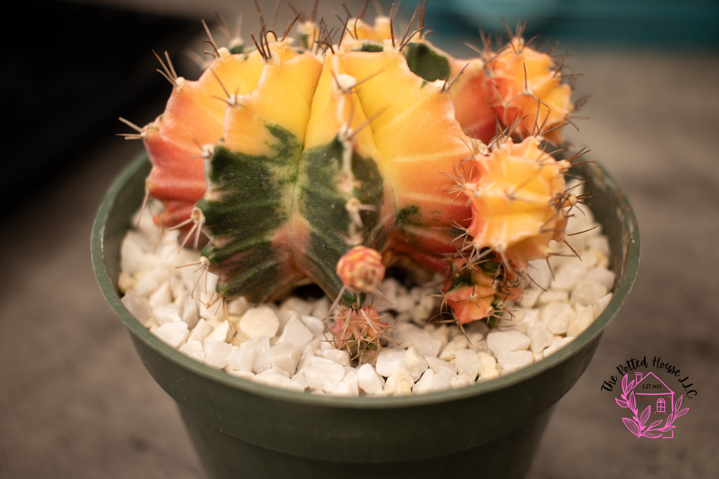 Variegated Gymnocalycium Mihanovichii