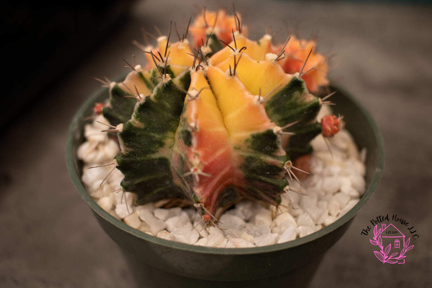 Variegated Gymnocalycium Mihanovichii