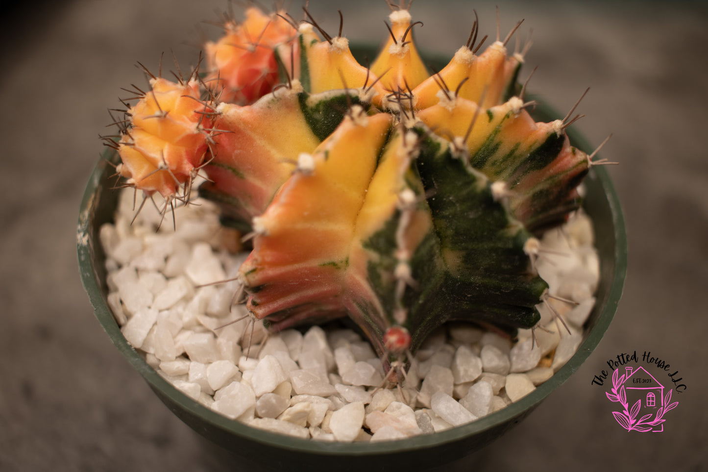 Variegated Gymnocalycium Mihanovichii