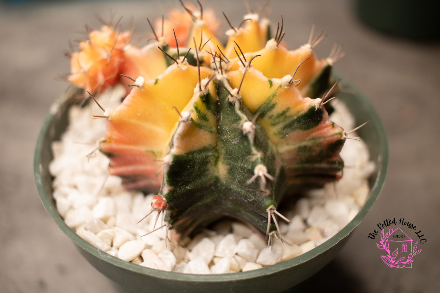 Variegated Gymnocalycium Mihanovichii