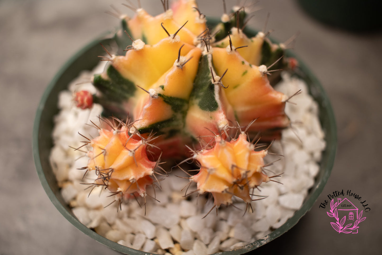 Variegated Gymnocalycium Mihanovichii