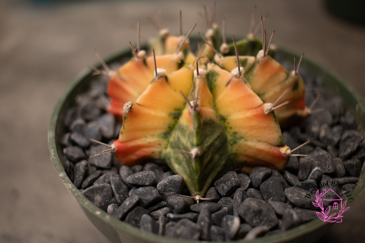 Variegated Gymnocalycium Mihanovichii