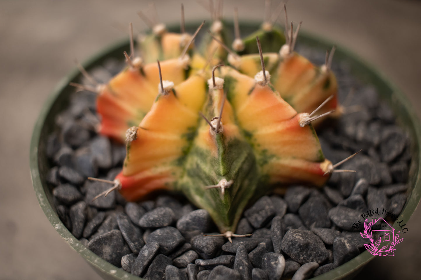 Variegated Gymnocalycium Mihanovichii