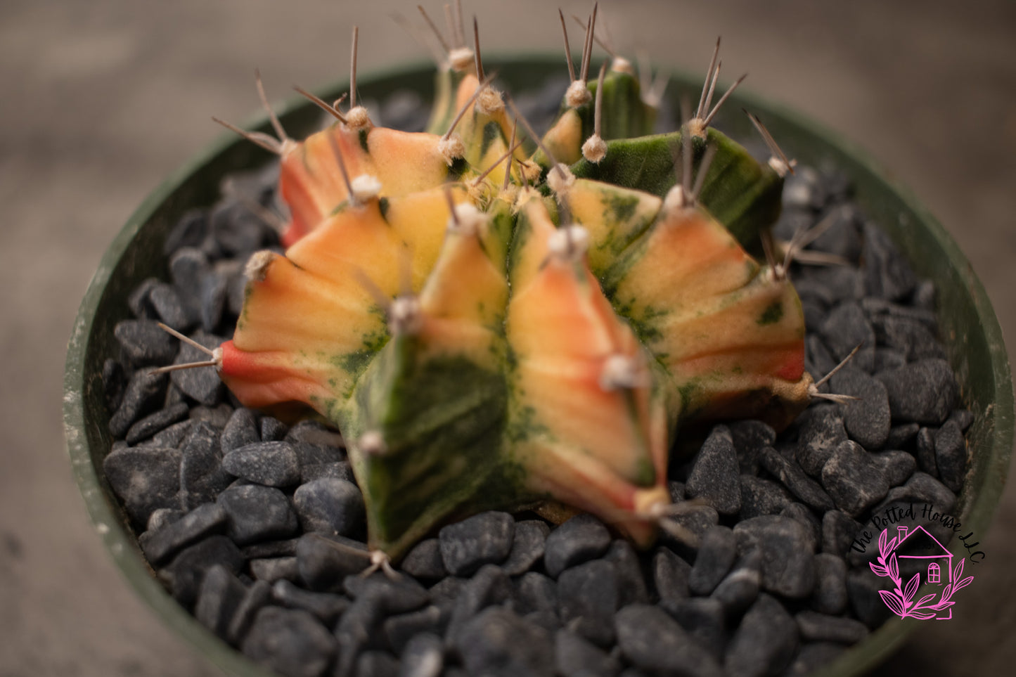 Variegated Gymnocalycium Mihanovichii