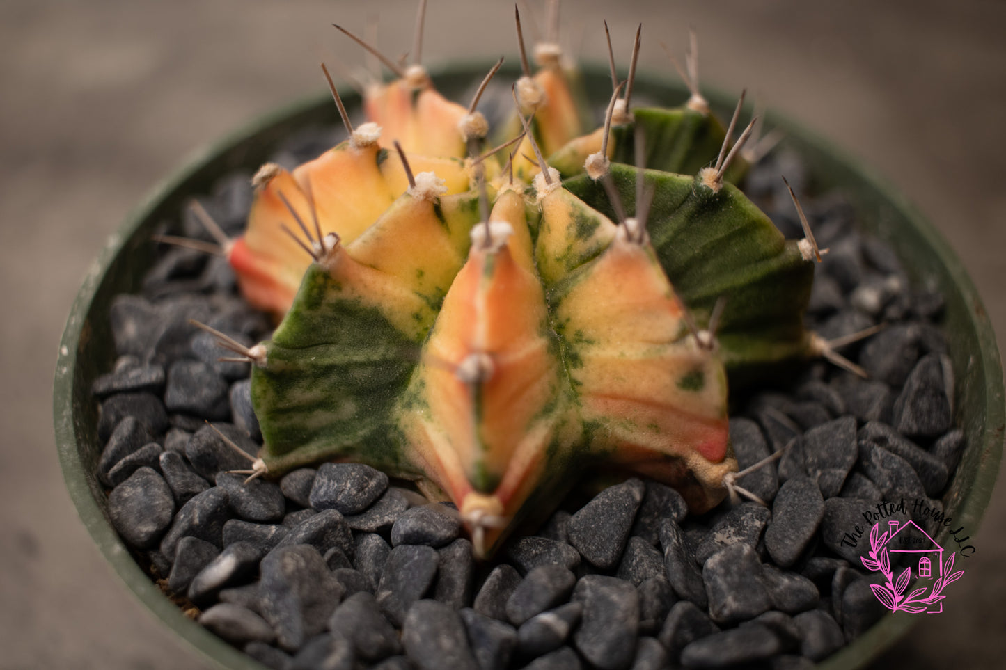 Variegated Gymnocalycium Mihanovichii