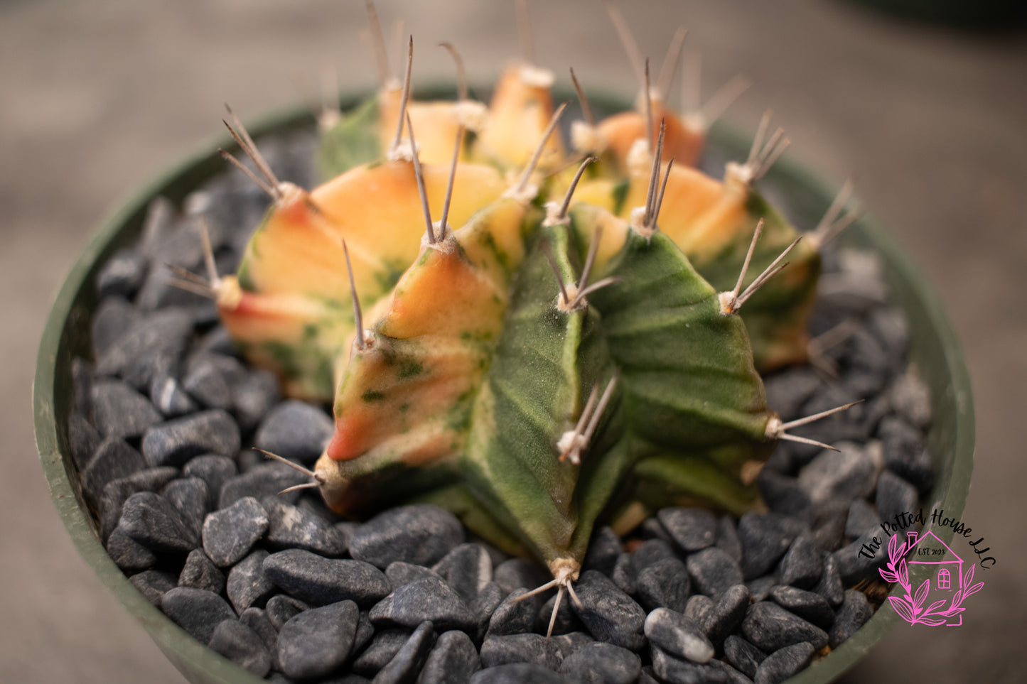 Variegated Gymnocalycium Mihanovichii