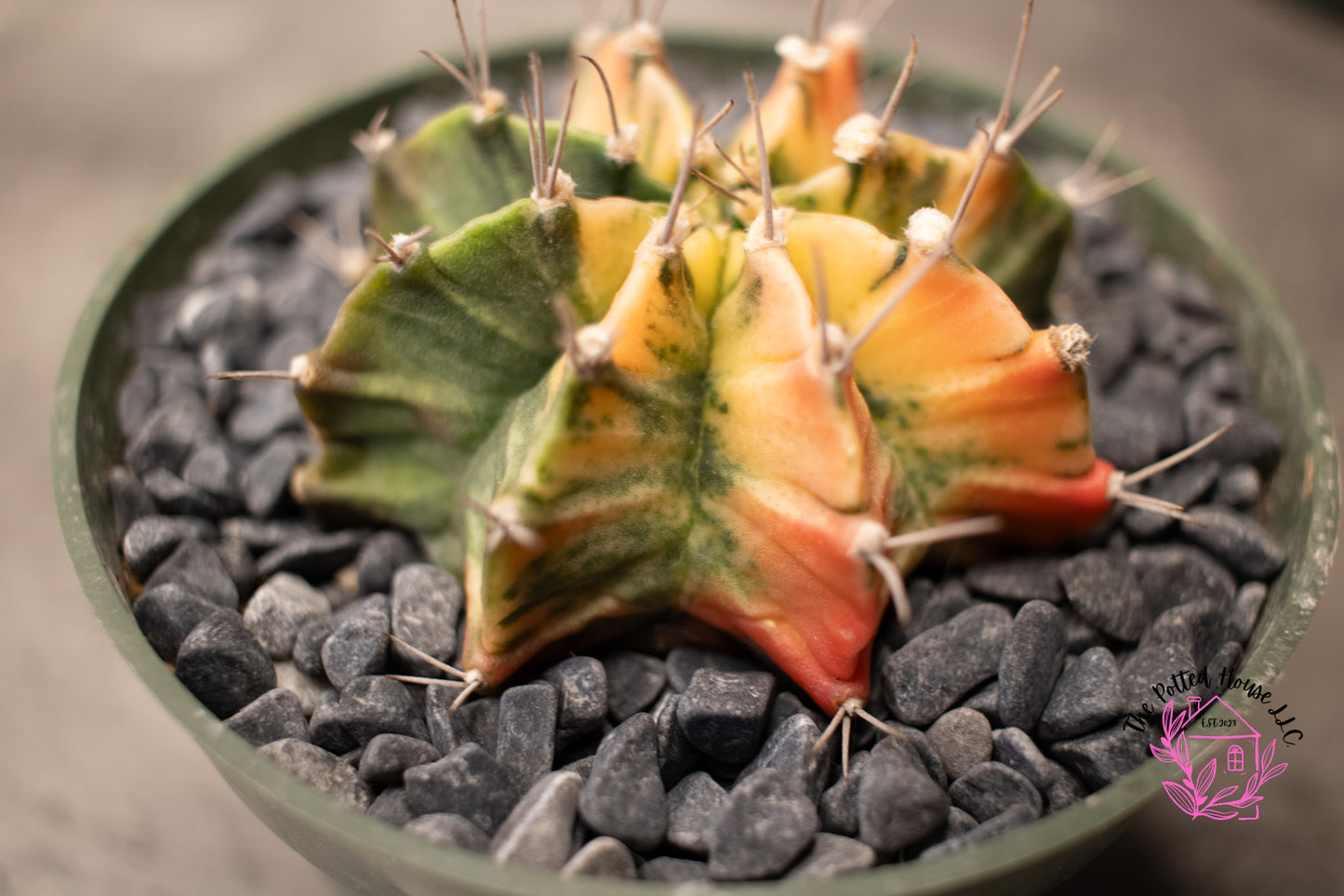 Variegated Gymnocalycium Mihanovichii