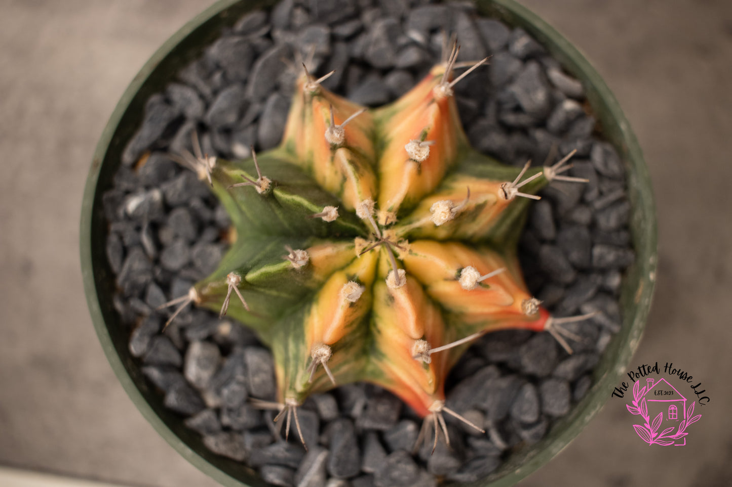 Variegated Gymnocalycium Mihanovichii