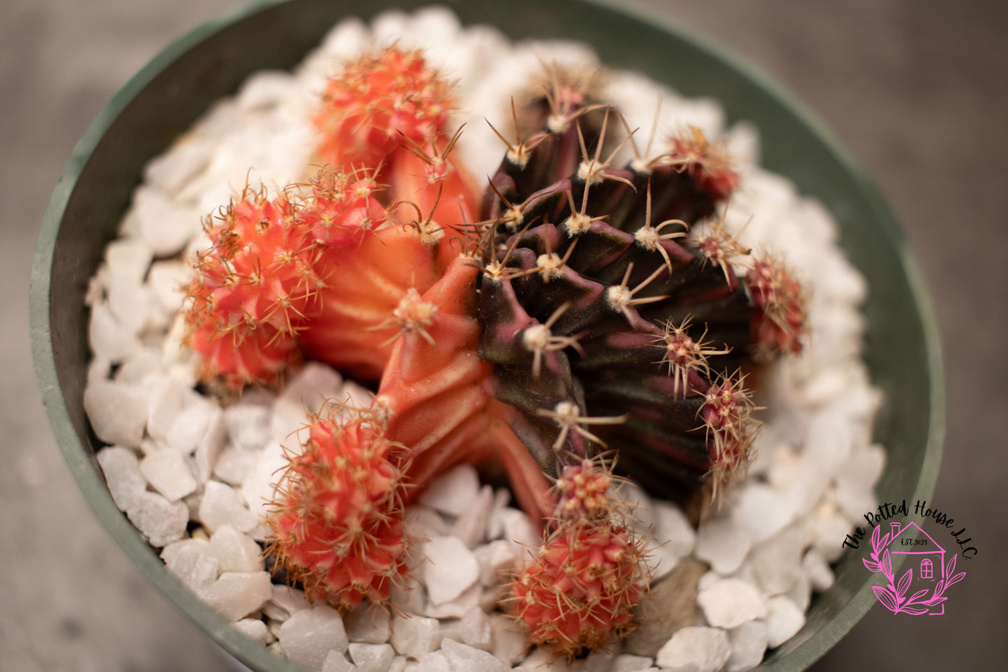 Variegated Gymnocalycium Mihanovichii