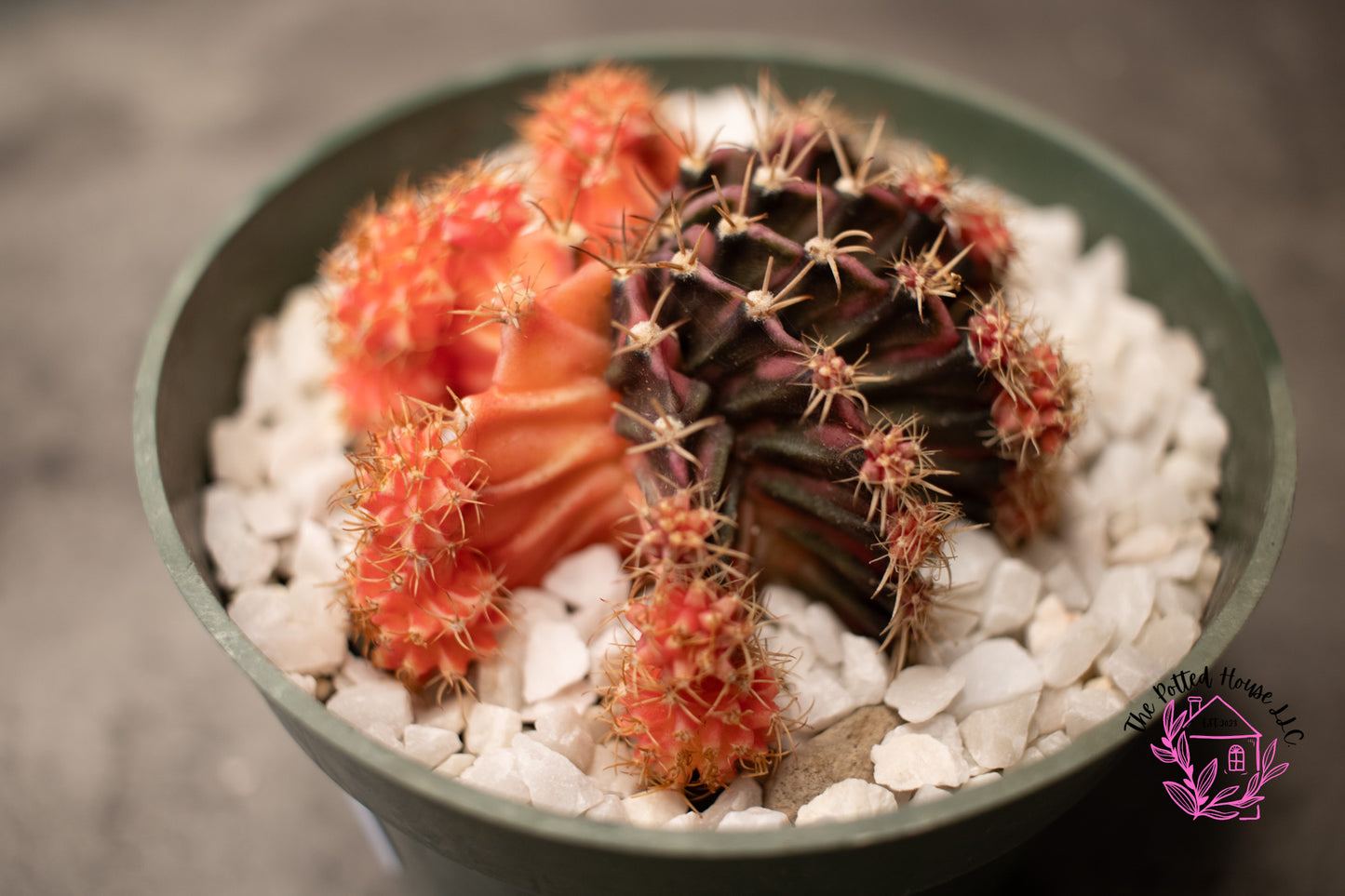 Variegated Gymnocalycium Mihanovichii