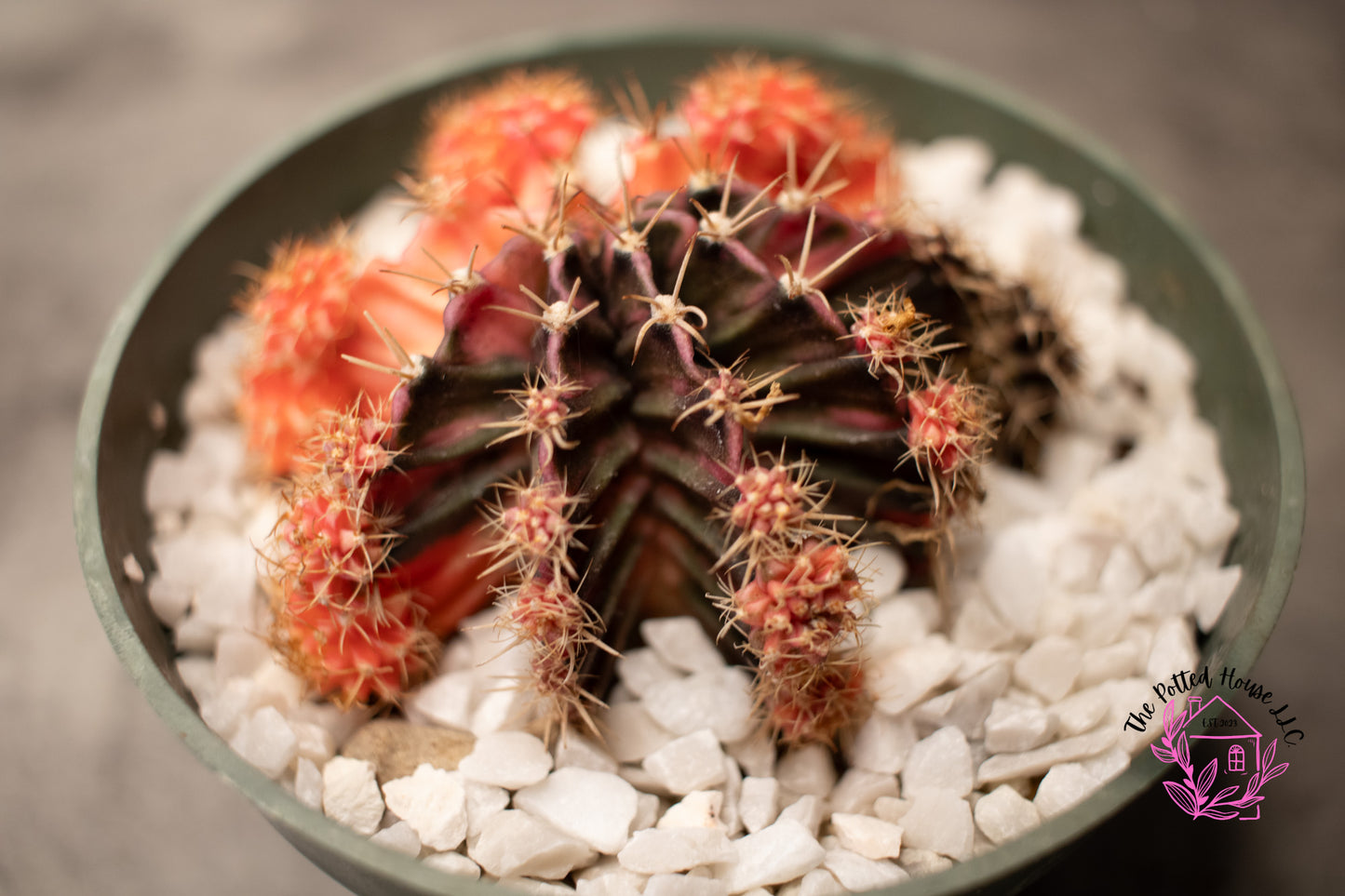 Variegated Gymnocalycium Mihanovichii