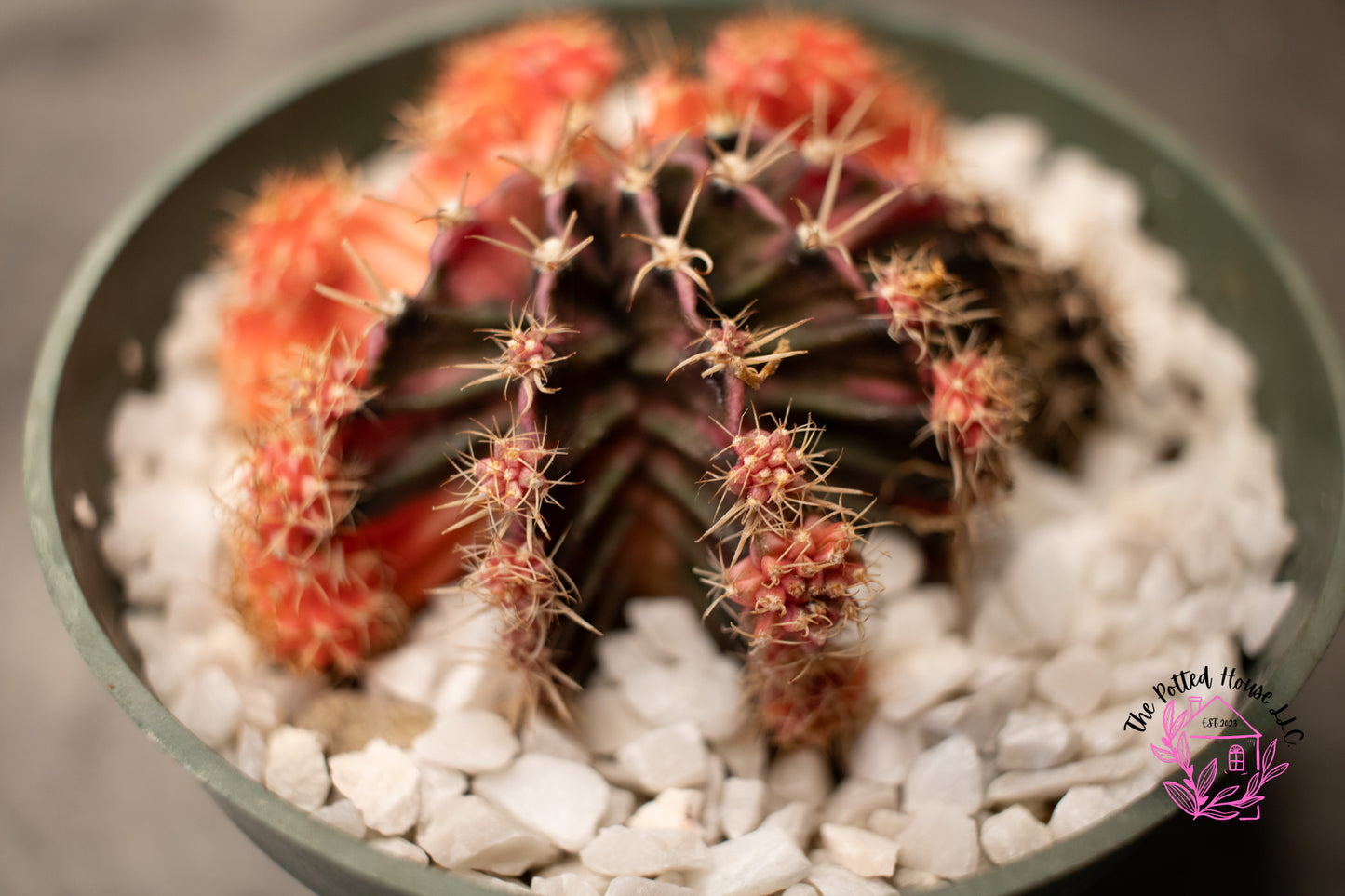 Variegated Gymnocalycium Mihanovichii