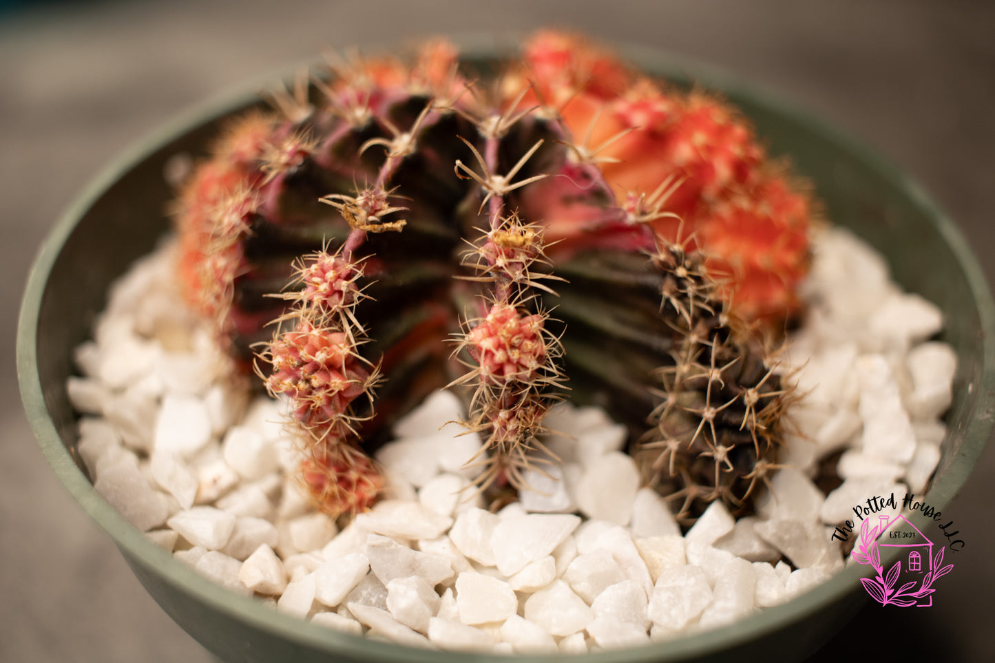 Variegated Gymnocalycium Mihanovichii