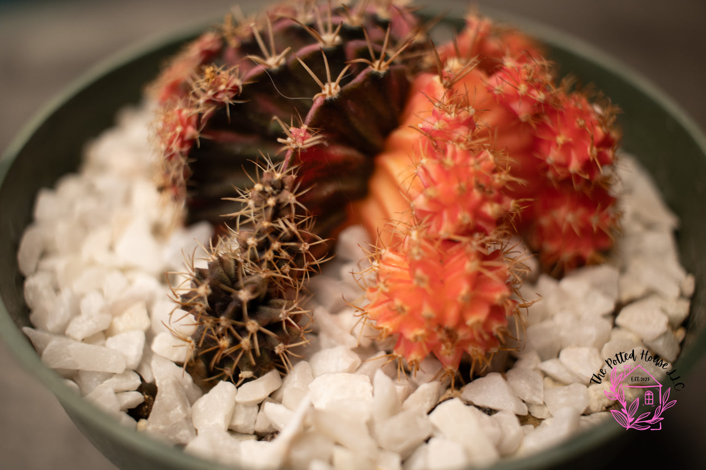 Variegated Gymnocalycium Mihanovichii