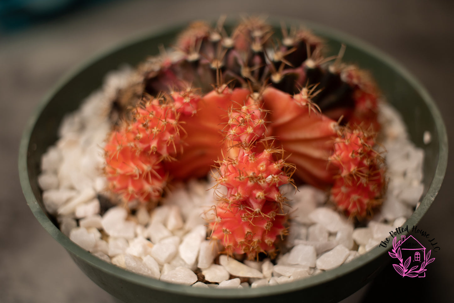 Variegated Gymnocalycium Mihanovichii