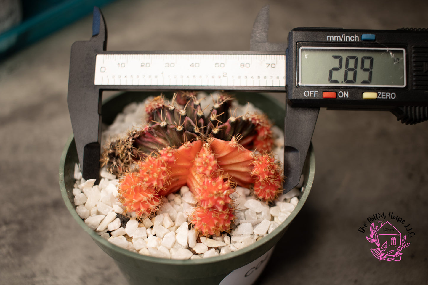 Variegated Gymnocalycium Mihanovichii