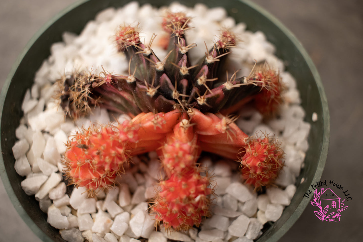 Variegated Gymnocalycium Mihanovichii