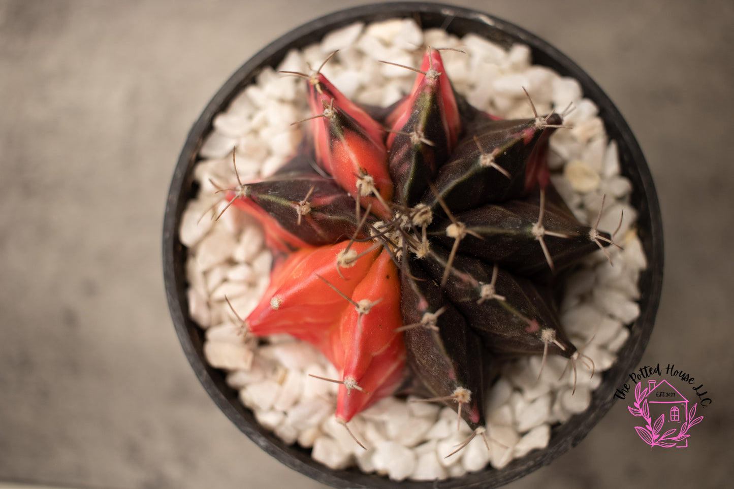 Variegated Gymnocalycium Mihanovichii