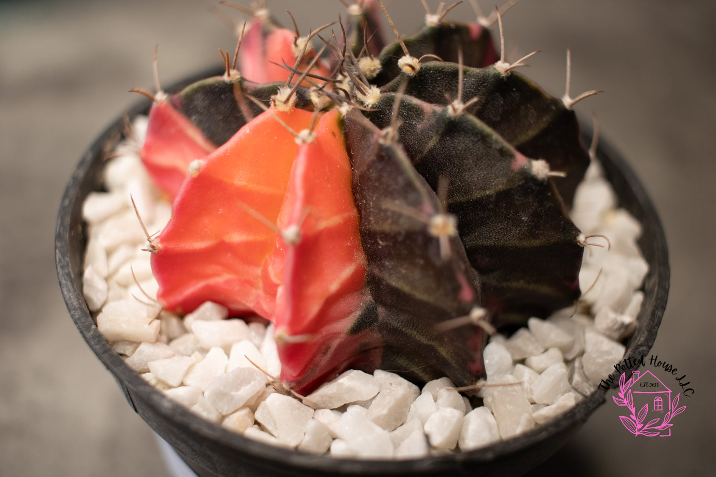 Variegated Gymnocalycium Mihanovichii