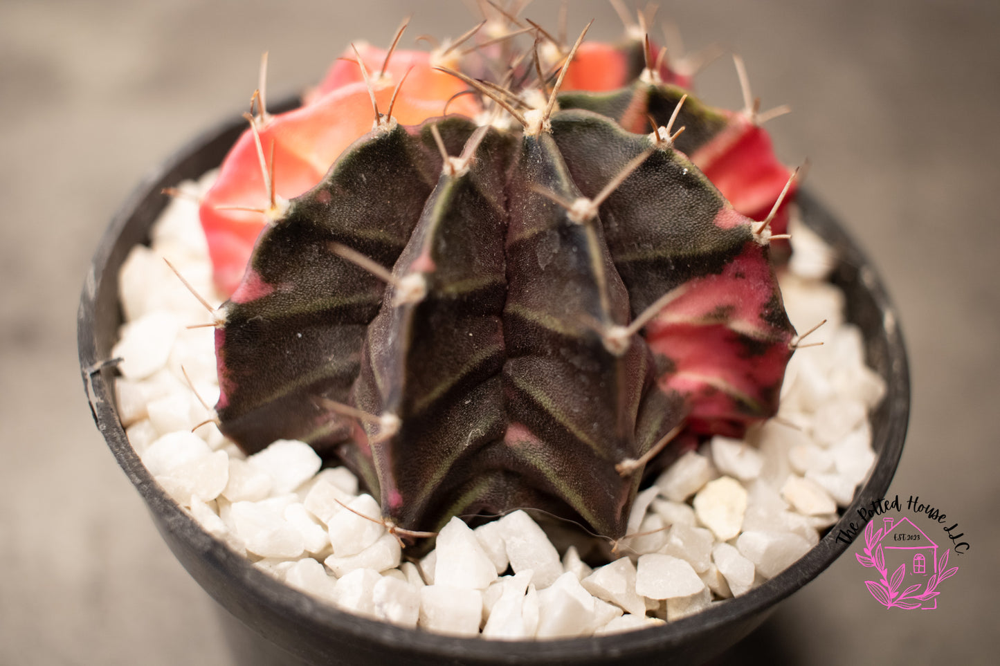 Variegated Gymnocalycium Mihanovichii