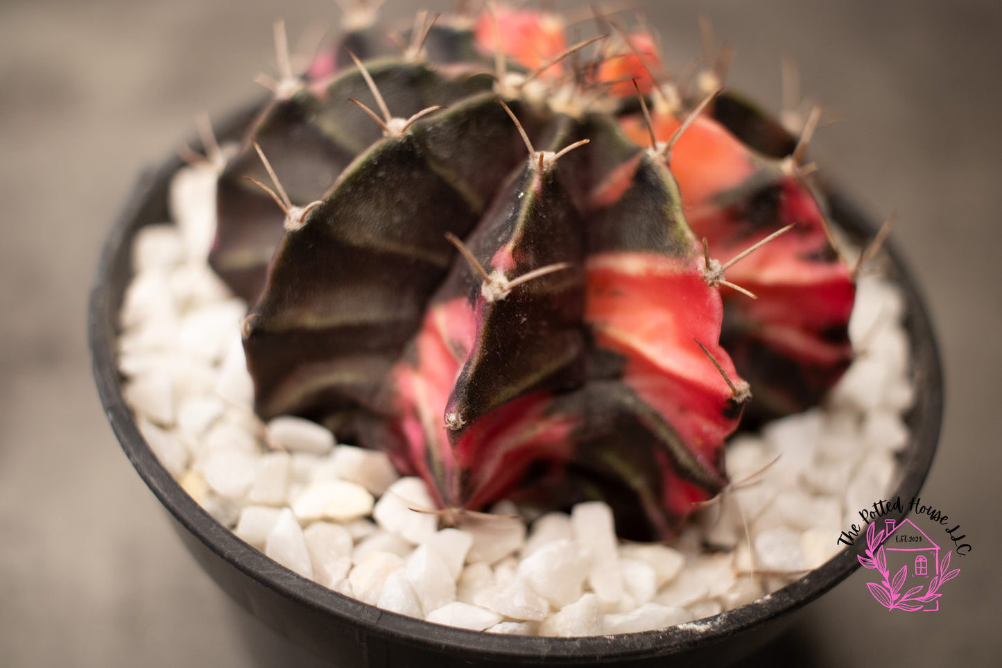 Variegated Gymnocalycium Mihanovichii