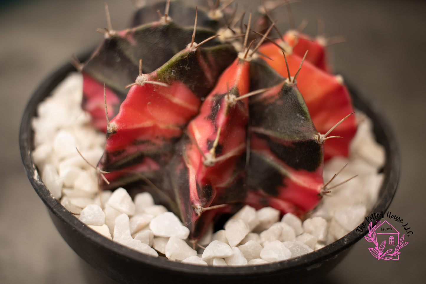 Variegated Gymnocalycium Mihanovichii