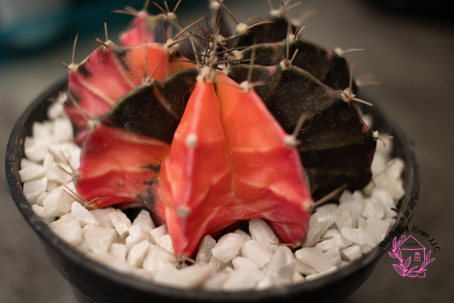 Variegated Gymnocalycium Mihanovichii