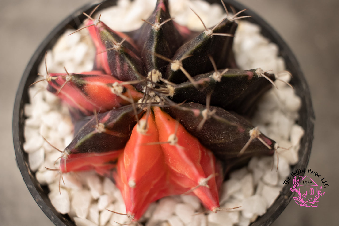 Variegated Gymnocalycium Mihanovichii