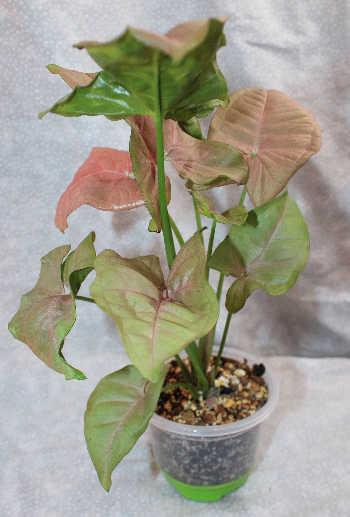 Syngonium Pink Neon S07