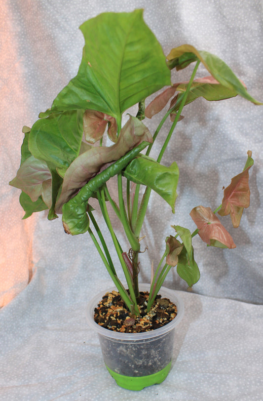 Syngonium Pink Neon S06