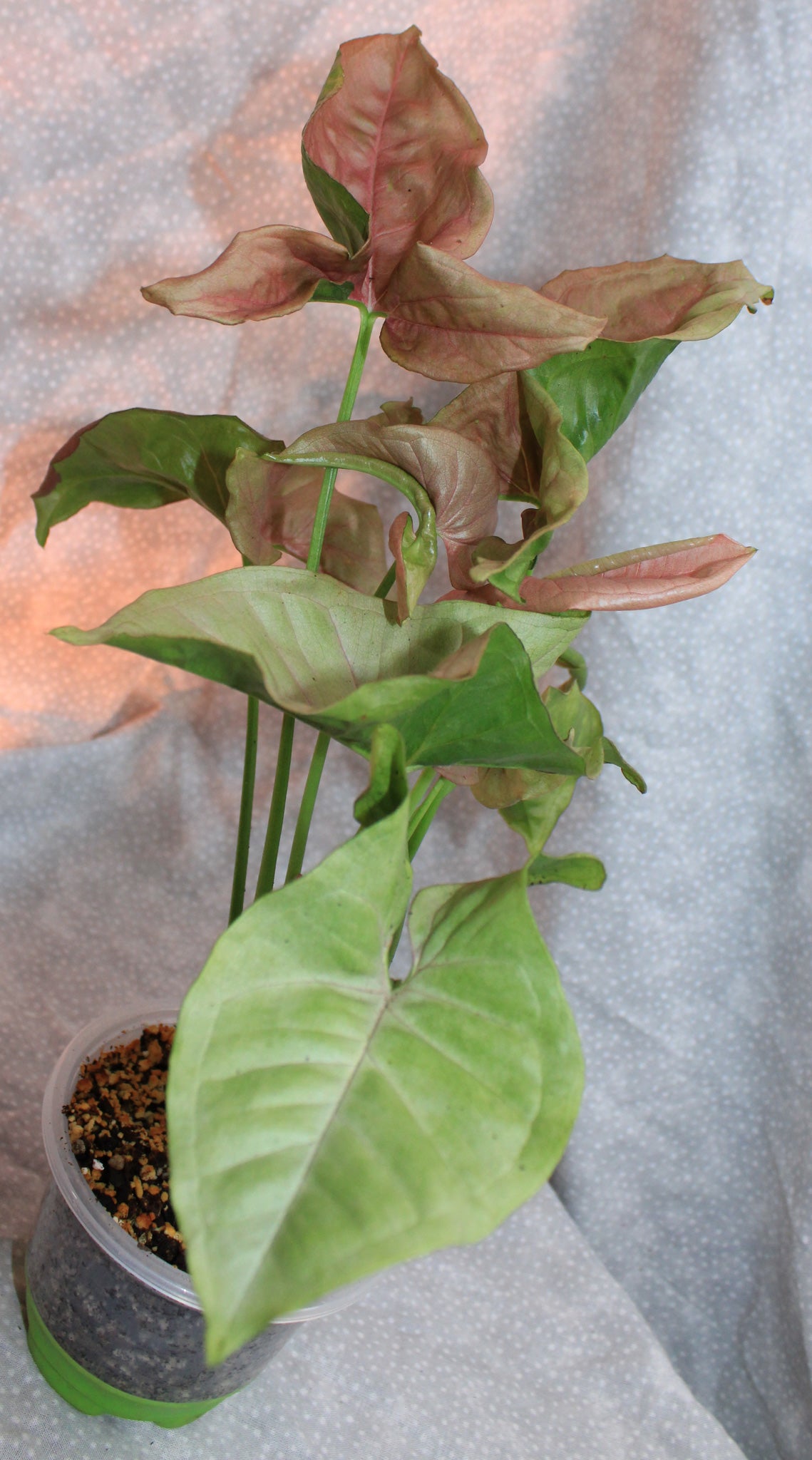 Syngonium Pink Neon S04